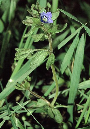 Veronica triphyllos